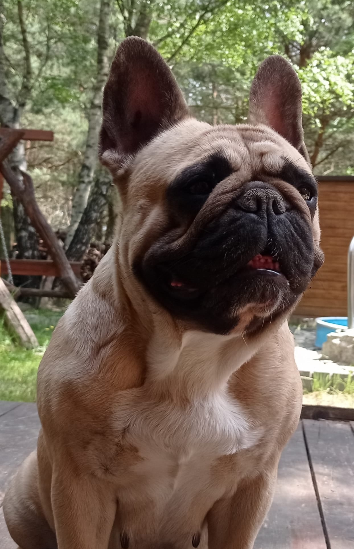 CHANEL Dogs From Leki - Bulldog - suka