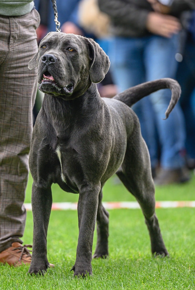 REZA PRIMO UNICO Kord Wyjatkowe Molosy - Cane Corso - suka